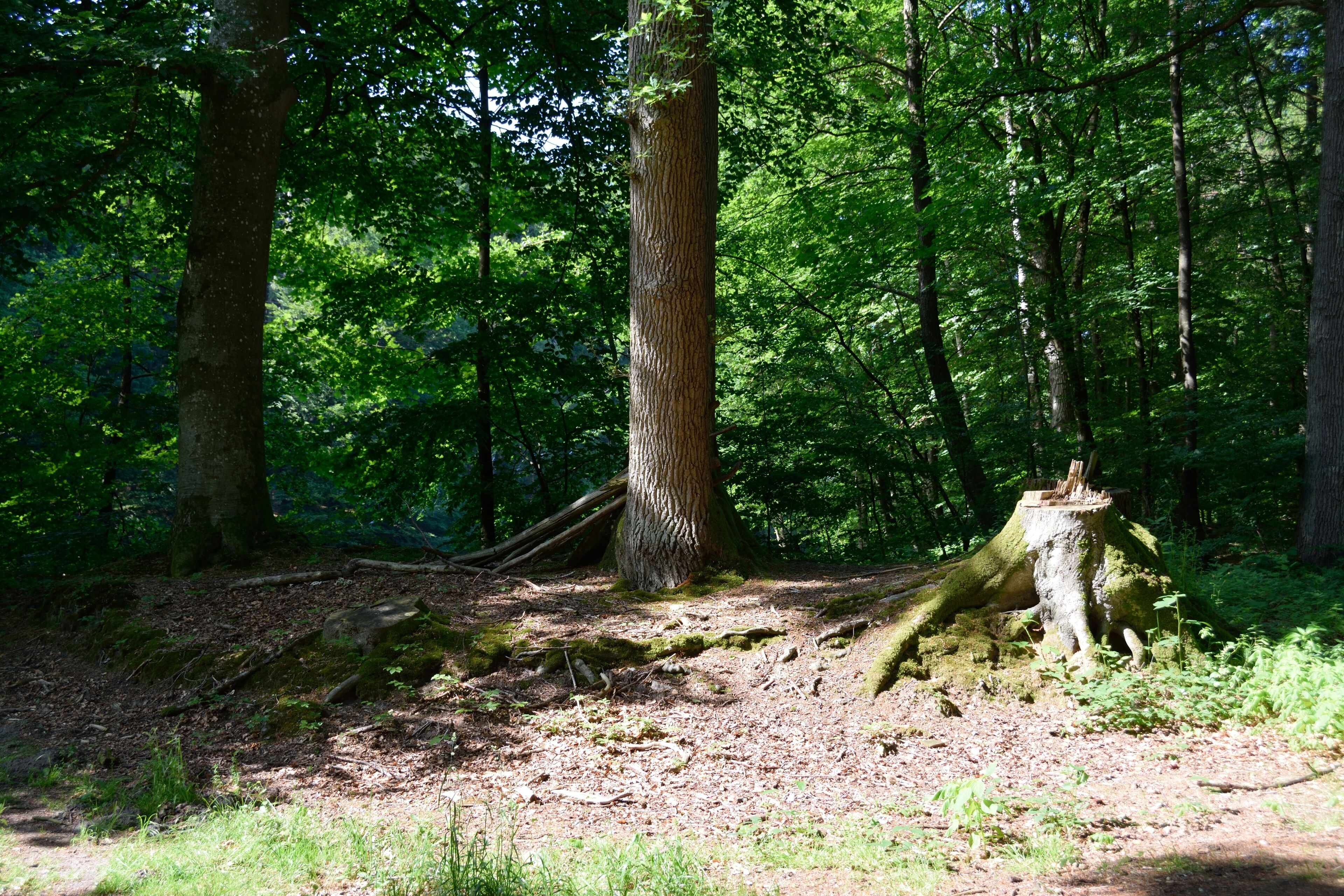 This image was uploaded as part of Wiki Loves Earth 2014.