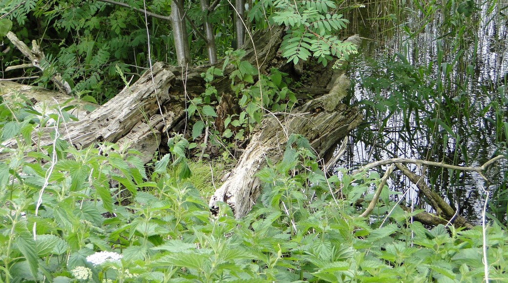 Lake Dinniesensee near Dinnies, district Ludwigslust-Parchim, Mecklenburg-Vorpommern, Germany