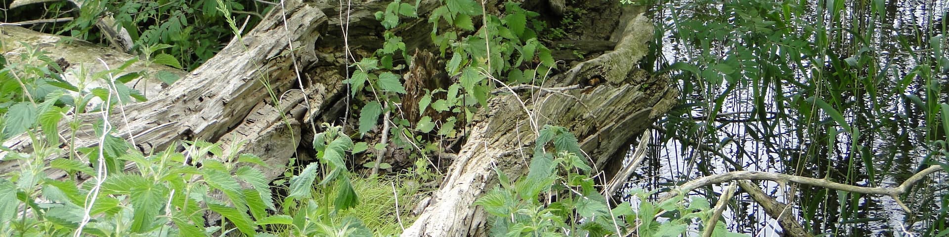 Lake Dinniesensee near Dinnies, district Ludwigslust-Parchim, Mecklenburg-Vorpommern, Germany