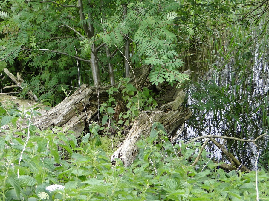 Ein bewaldetes Gebiet mit einem gefallenen Baumstamm in einem flachen Gewässer.