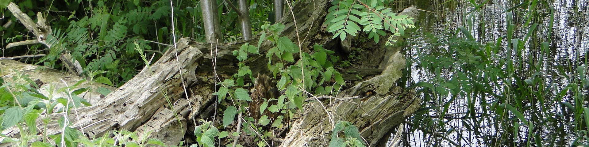 Lake Dinniesensee near Dinnies, district Ludwigslust-Parchim, Mecklenburg-Vorpommern, Germany