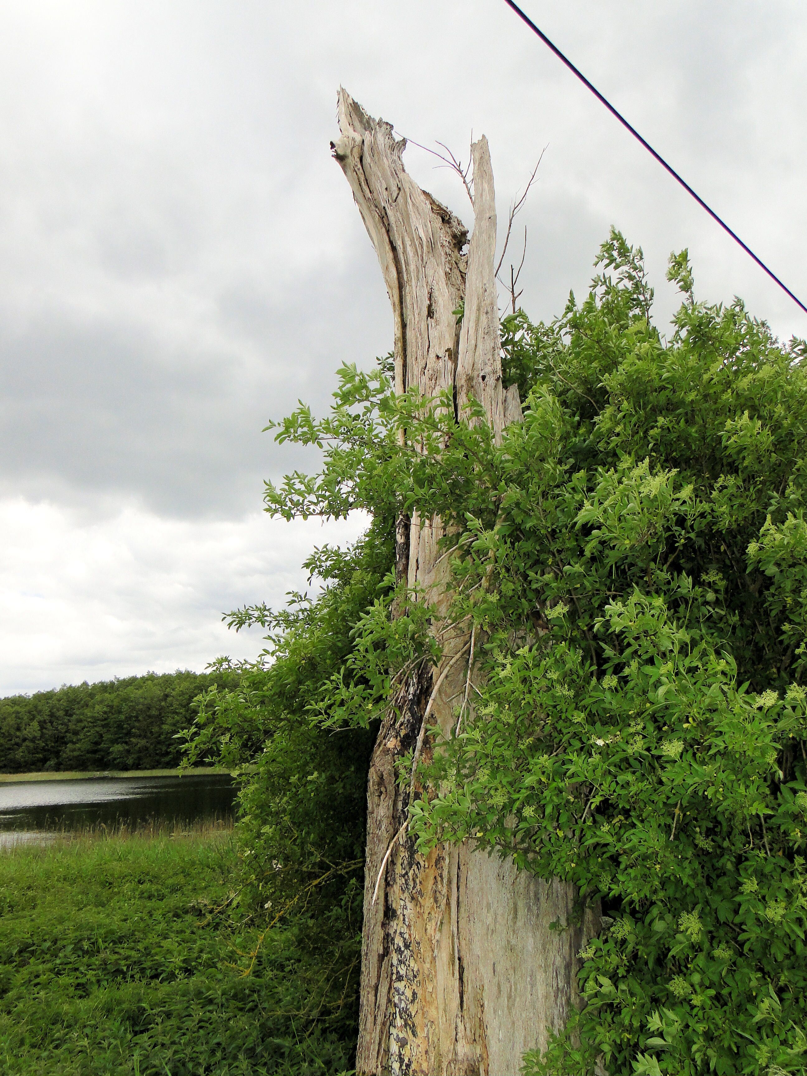 Lake Dinniesensee near Dinnies, district Ludwigslust-Parchim, Mecklenburg-Vorpommern, Germany