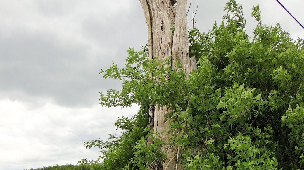 Lake Dinniesensee near Dinnies, district Ludwigslust-Parchim, Mecklenburg-Vorpommern, Germany