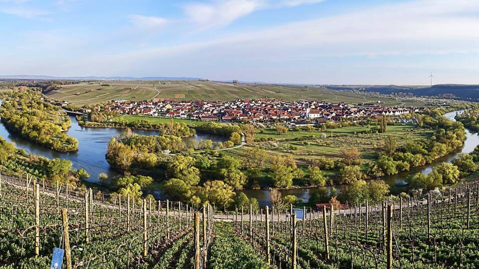 A vineyard with a river, a town, and hills in the background.