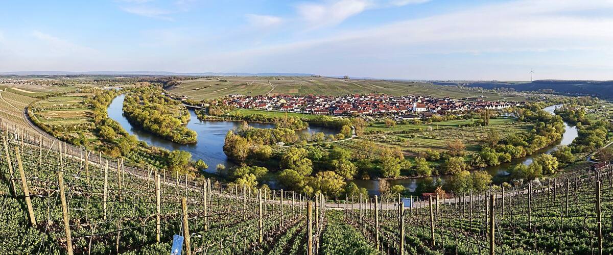 A vineyard with a river, a town, and hills in the background.