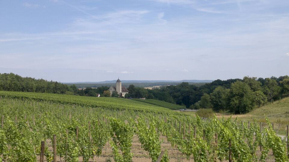 A vineyard with rows of grapevines and a church in the background.