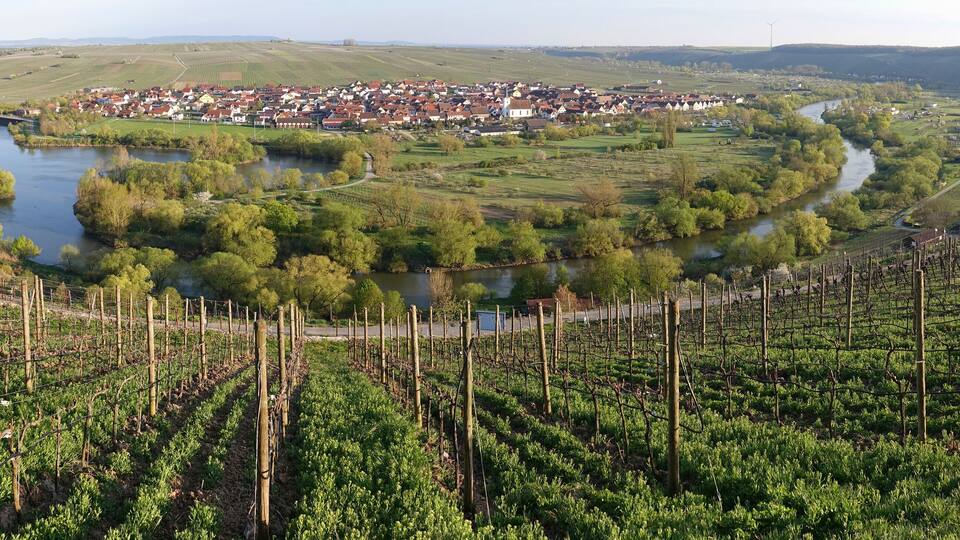 A vineyard with rows of grapevines, a river curving through a town, and rolling hills in the background.