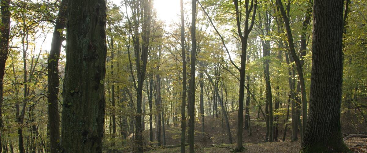 Naturnaher Eichen-Hainbuchenwald auf Moränenhängen am Rand einer eiszeitlichen Rinne im NSG und FFH-Gebiet "Blumenthal".