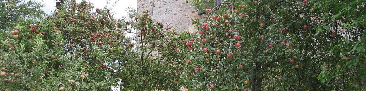 Durch die Apfelbäume