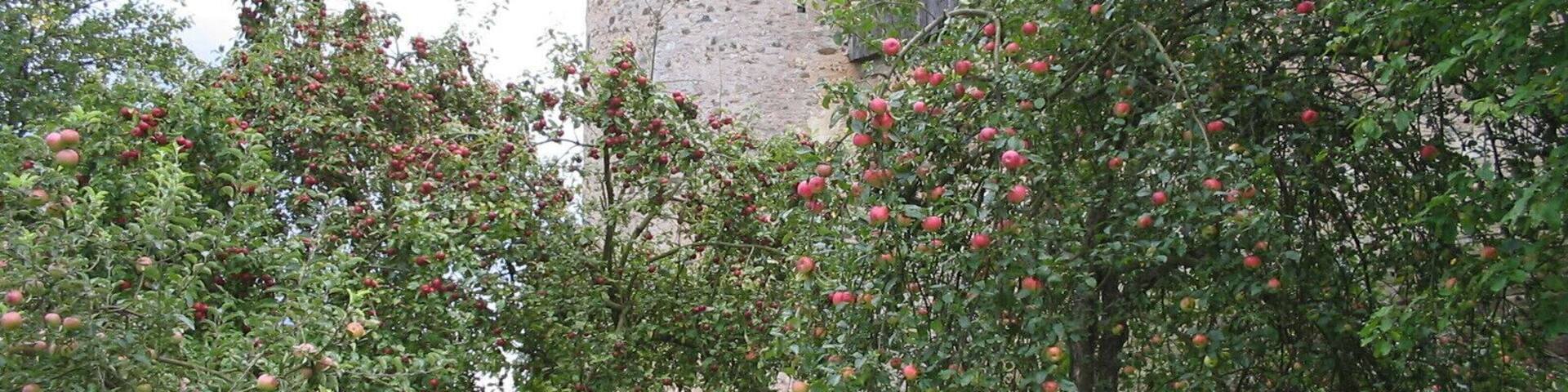 Durch die Apfelbäume