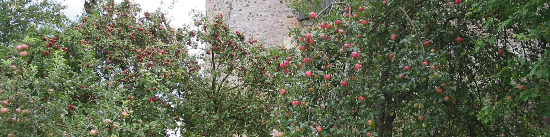 Durch die Apfelbäume