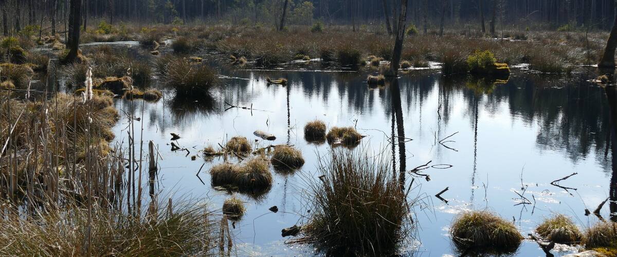 A calm wetland with water reflecting trees and grasses.
