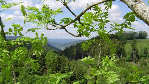 Un exuberante valle verde con bosques densos y cielo despejado.