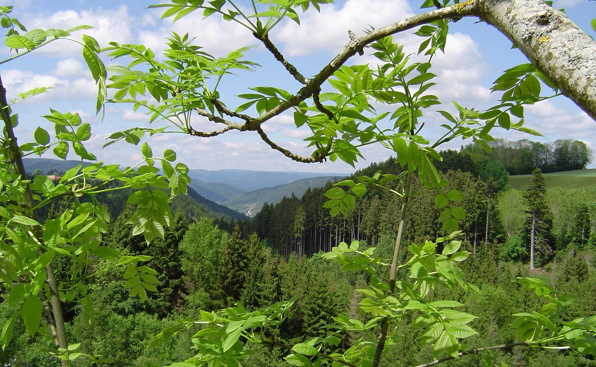 A lush green valley with dense forests and a clear sky.
