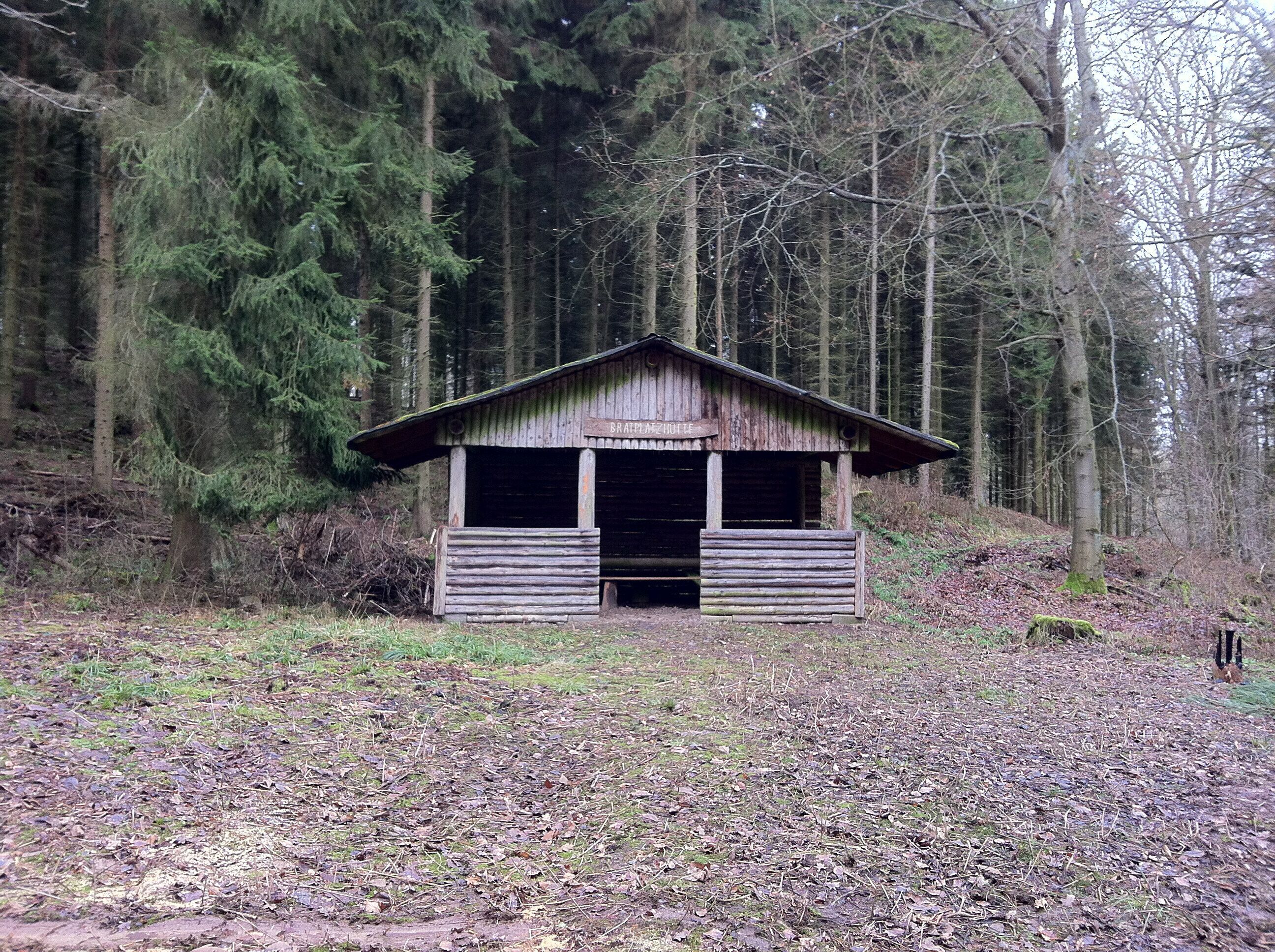 A rustic cabin surrounded by dense forest.