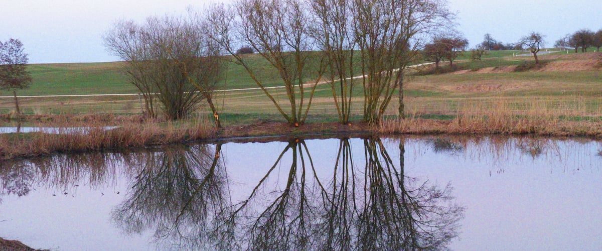 A calm pond with bare trees reflecting on the water's surface, surrounded by a grassy field and distant hills.