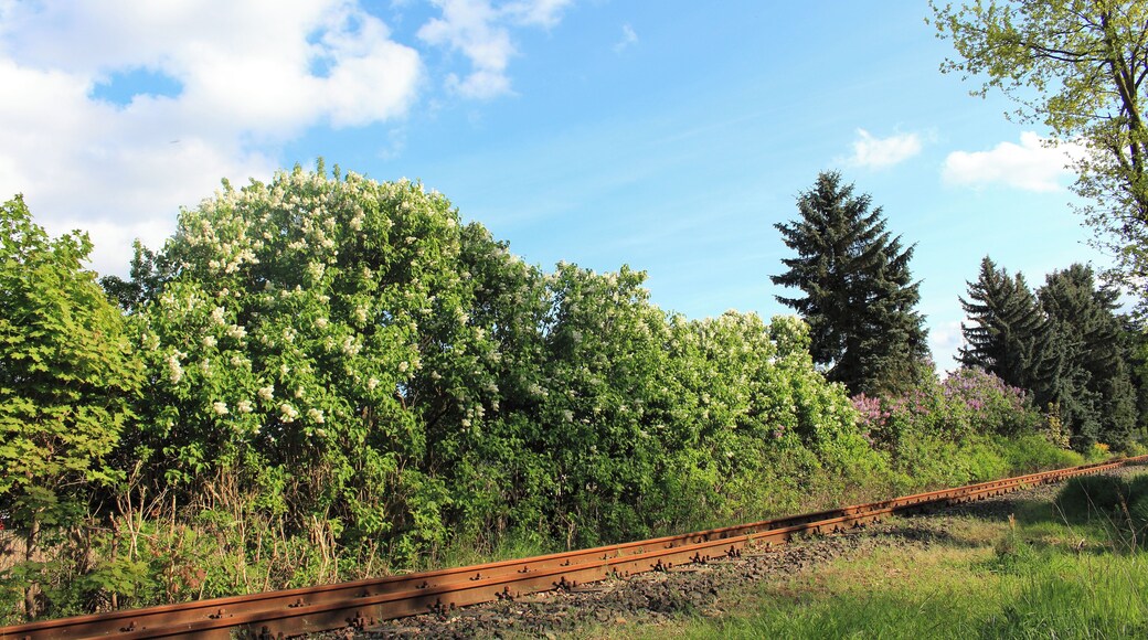 Heidekrautbahn in Schildow