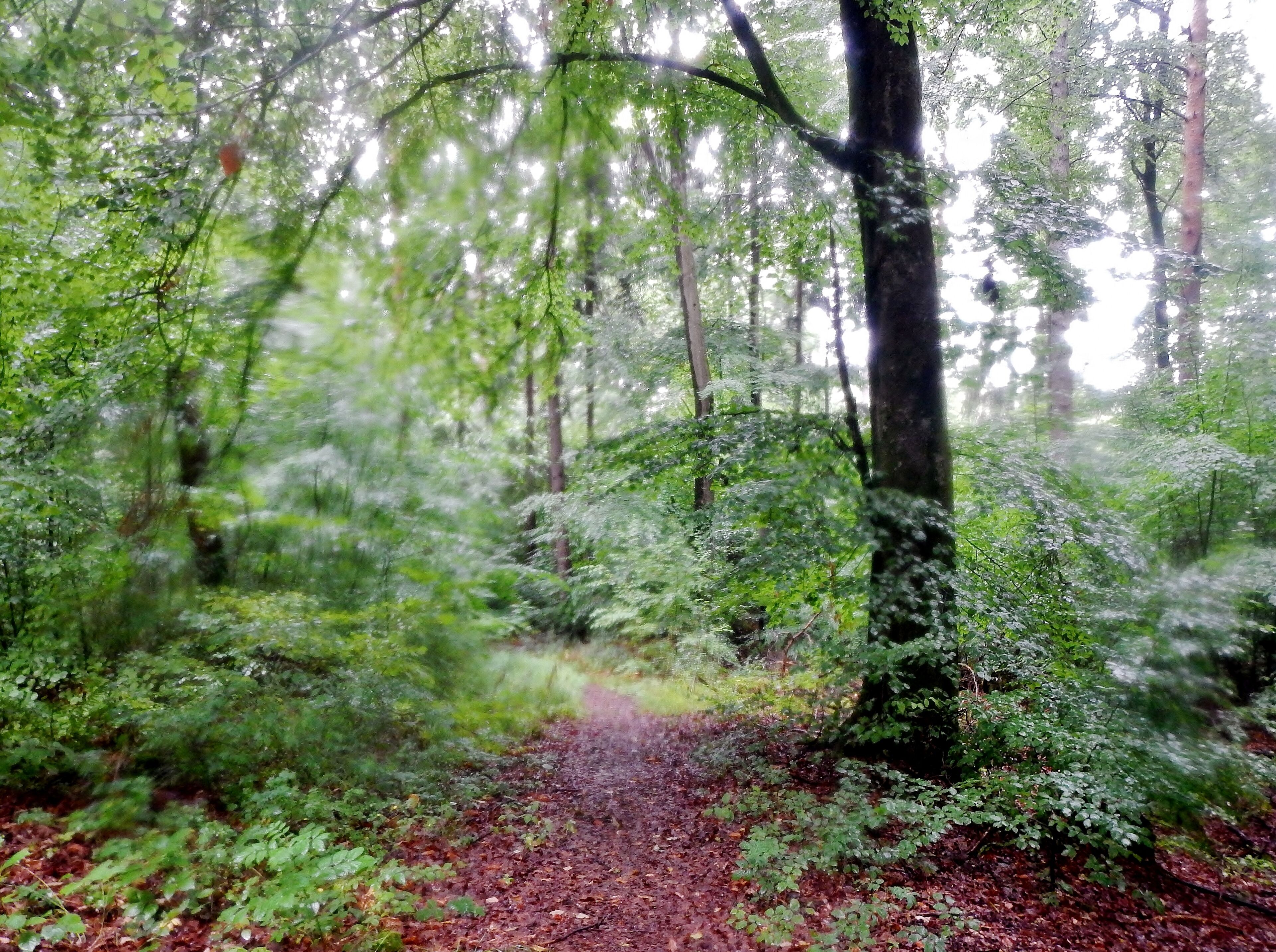 Wanderweg