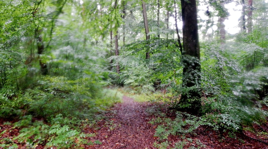 Wanderweg