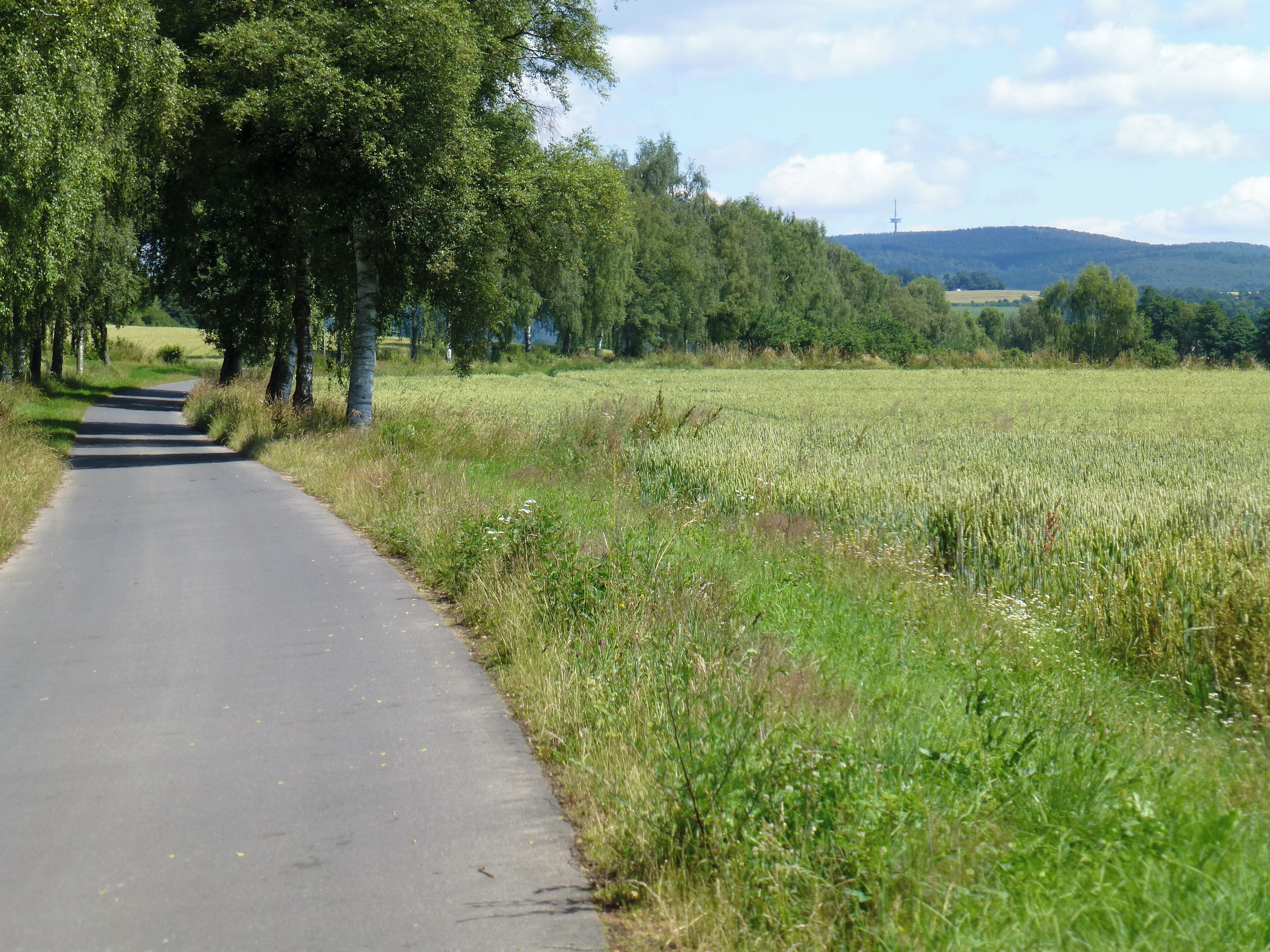 Ohm-Eder-Radweg südlich von Gemünden; Blick nordwärts zum Hohen Lohr