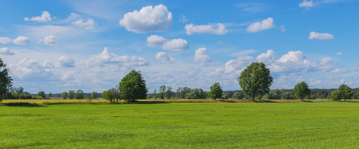 A green field with scattered trees and a blue sky with clouds.
