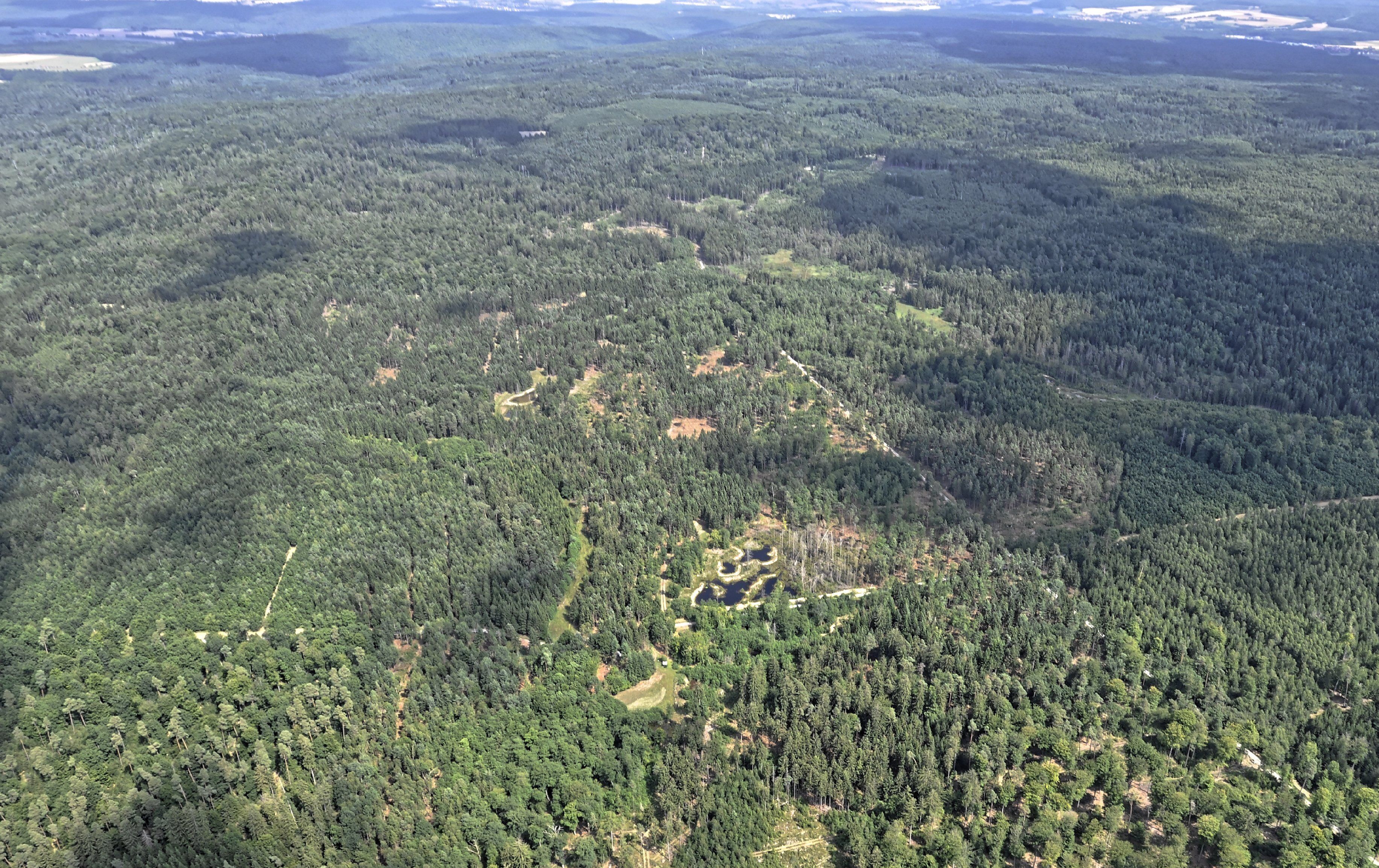 A dense forest with a clearing and a small pond.