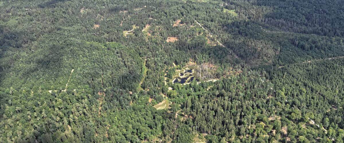 A dense forest with a clearing and a small pond.