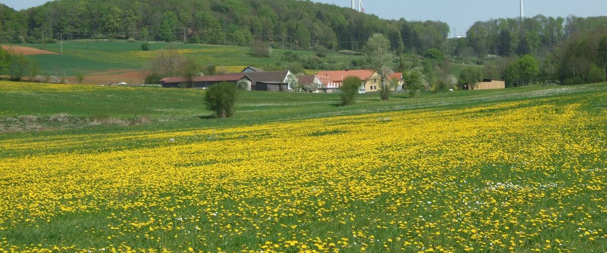 A rural landscape with wind turbines, a field of yellow flowers, and houses on a hillside.