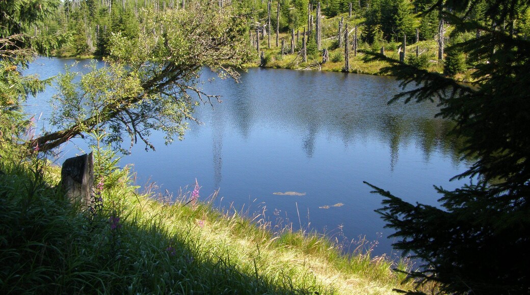 Vodní splavovací nádrž Reschbachklause v Národním parku Bavorský les; nedaleko hraničního přechodu do Národního parku Šumava (Česká republika). Na trase z Finsterau k vrcholu Siebensteinkopf.