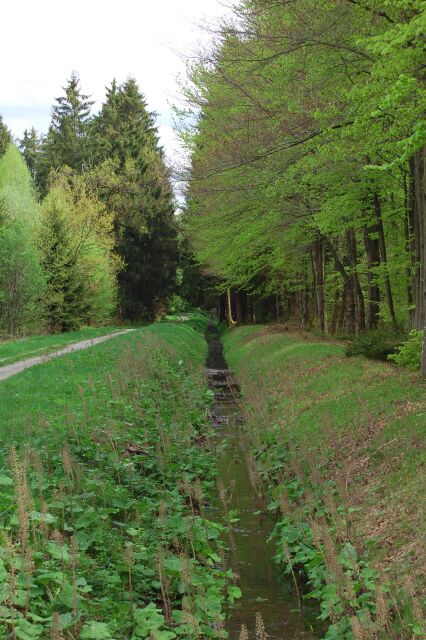 Wassergraben im Perlacher Forst