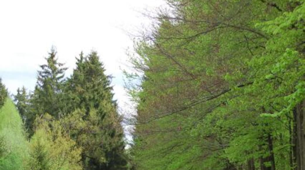 Wassergraben im Perlacher Forst