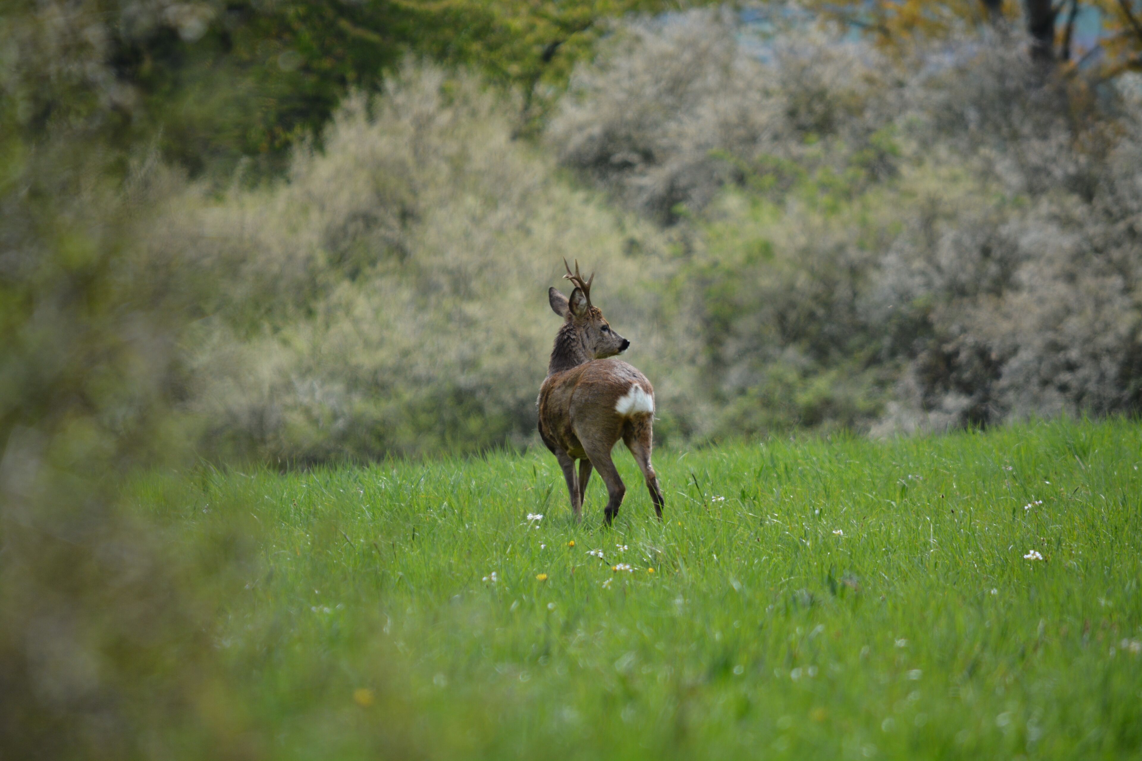 Verfärbender Rehbock mit Sechsergeweih