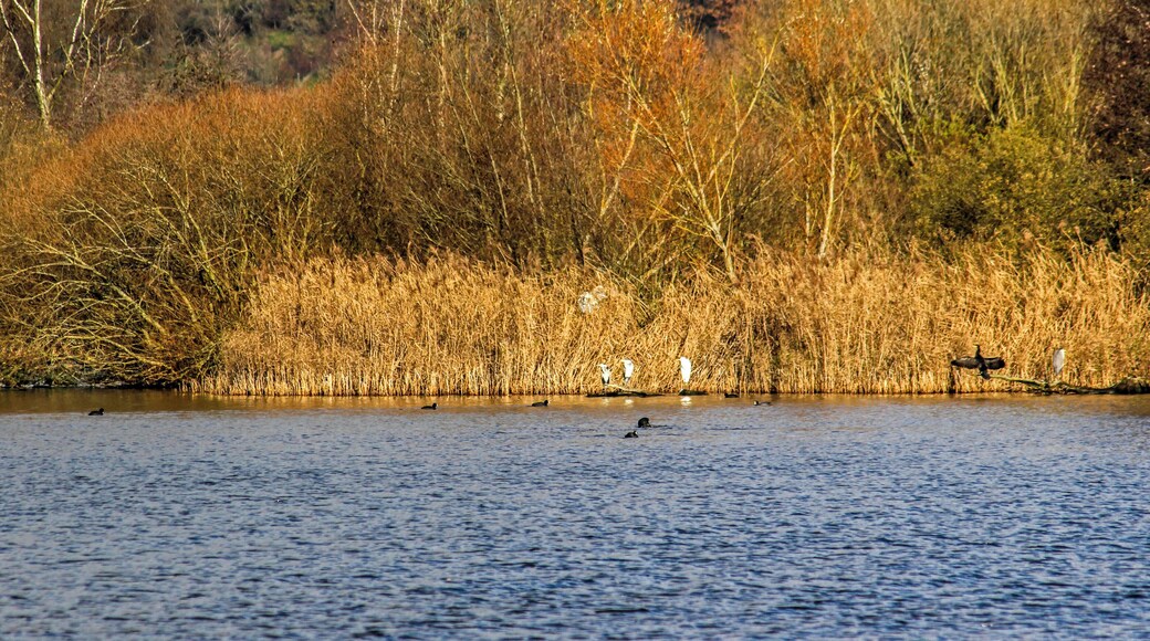Kleiner Brombachsee, Naturschutzgebiet Halbinsel im Kleinen Brombachsee