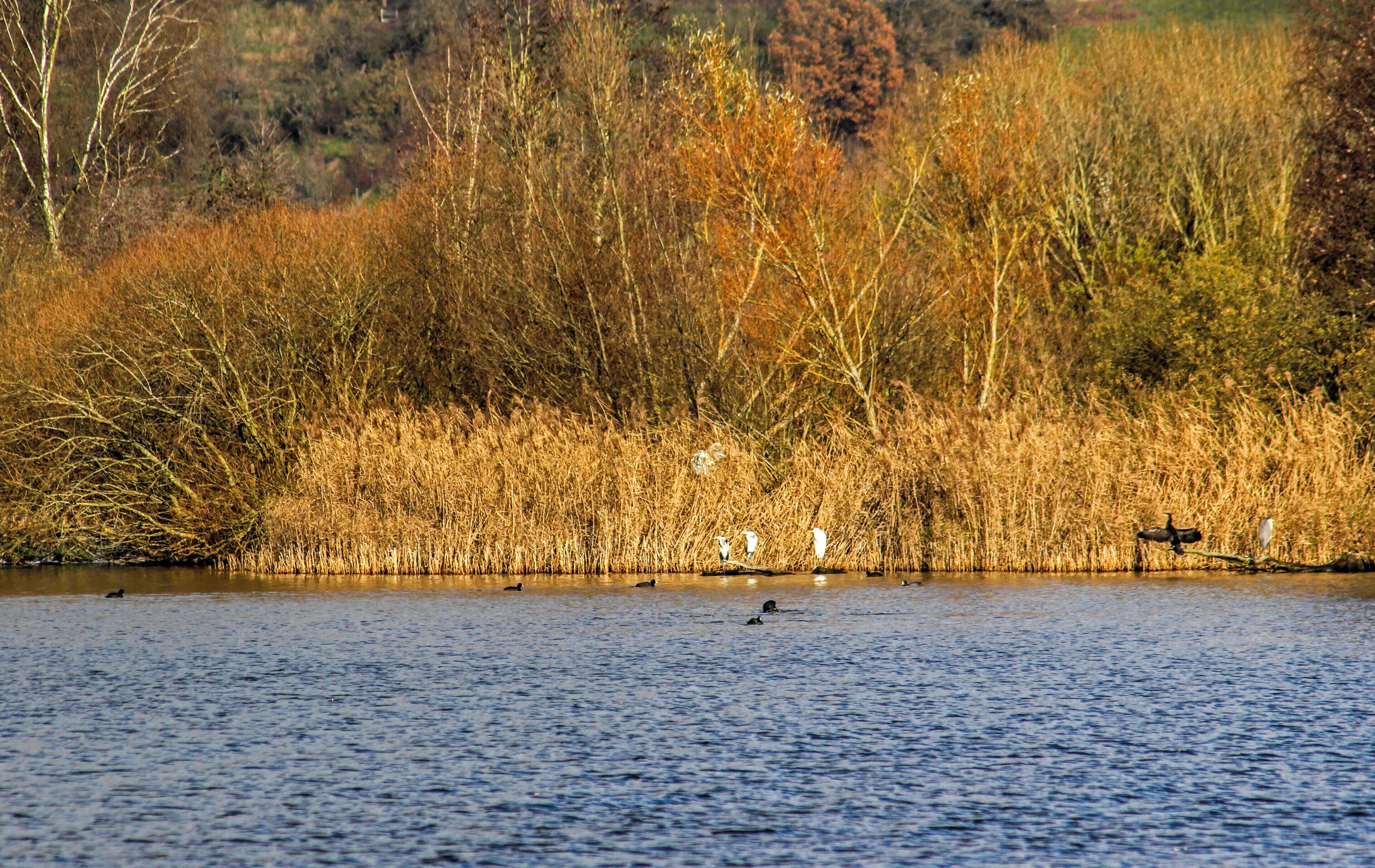A calm lake with ducks swimming, surrounded by autumn-colored trees and reeds.