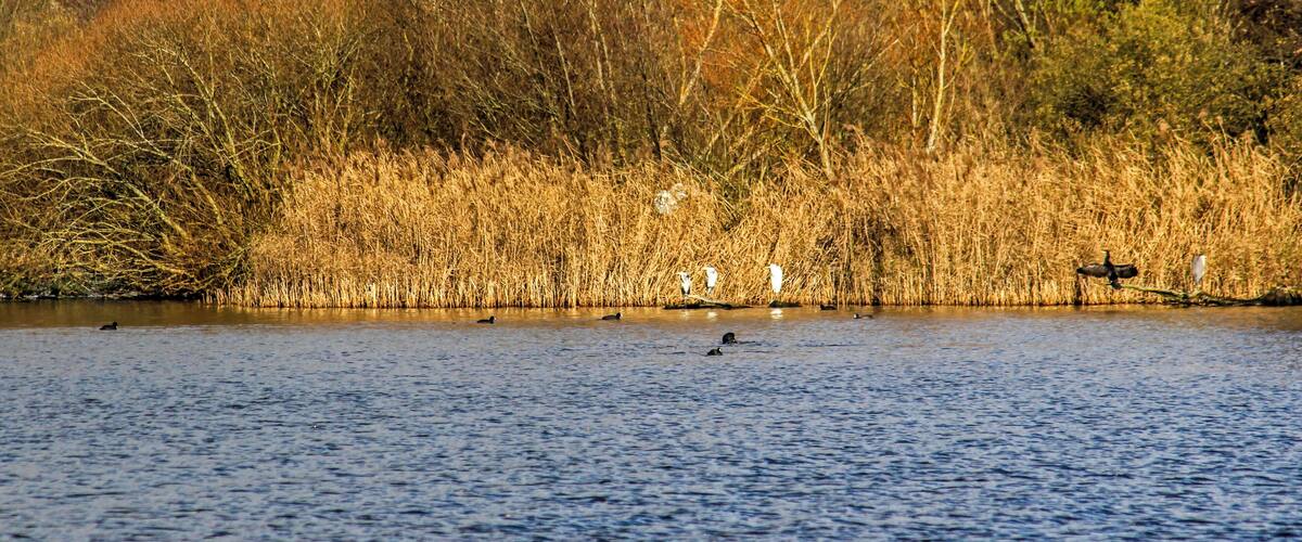 A calm lake with ducks swimming, surrounded by autumn-colored trees and reeds.