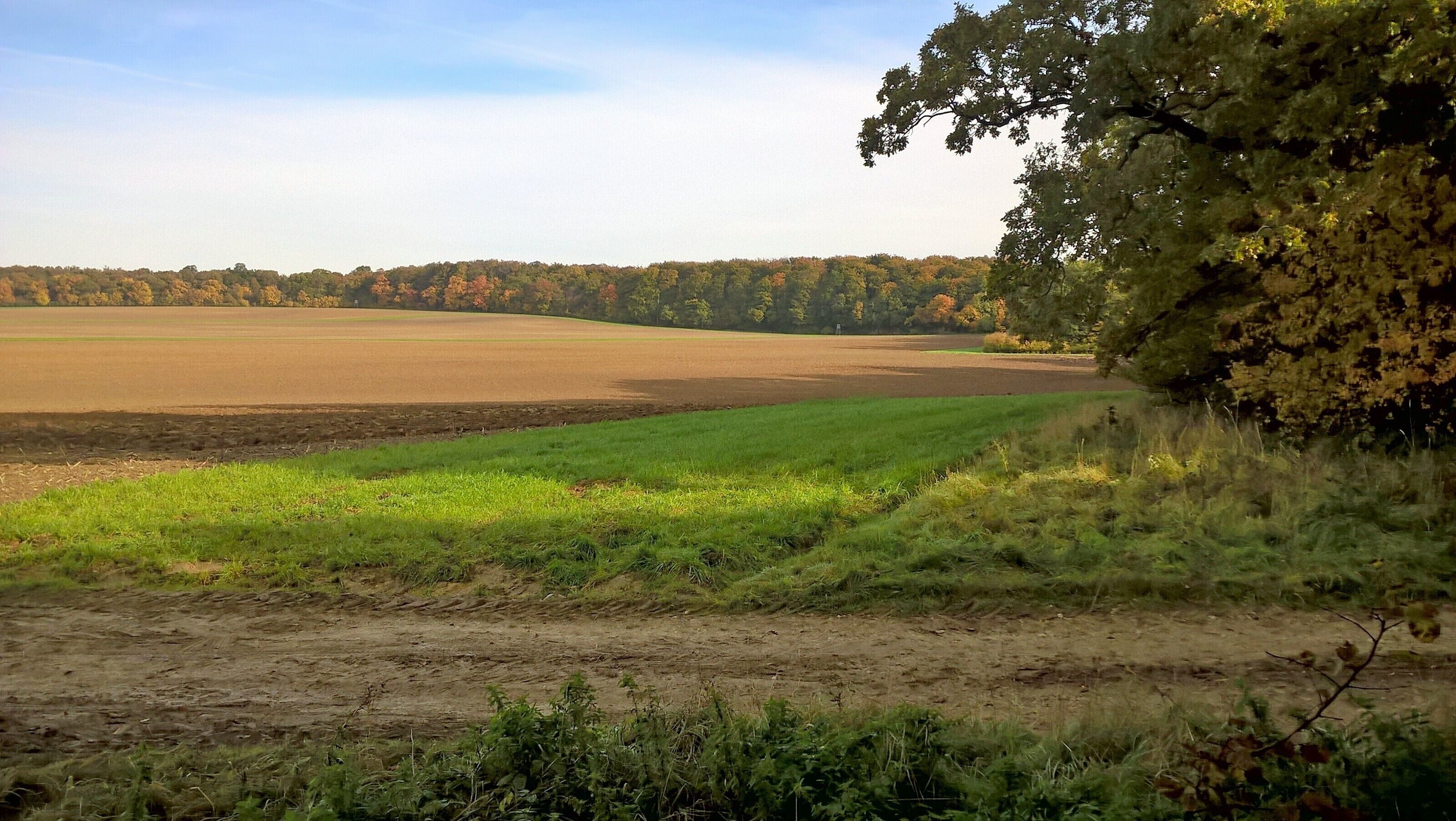 A rural landscape with fields, a dirt path, and a forest in the background.