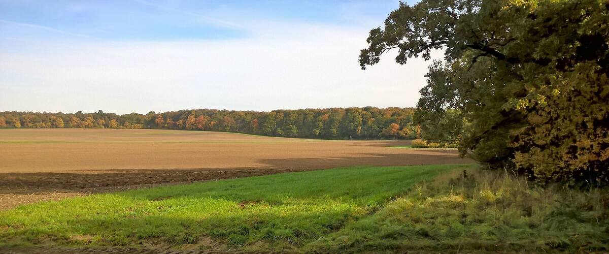 A rural landscape with fields, a dirt path, and a forest in the background.