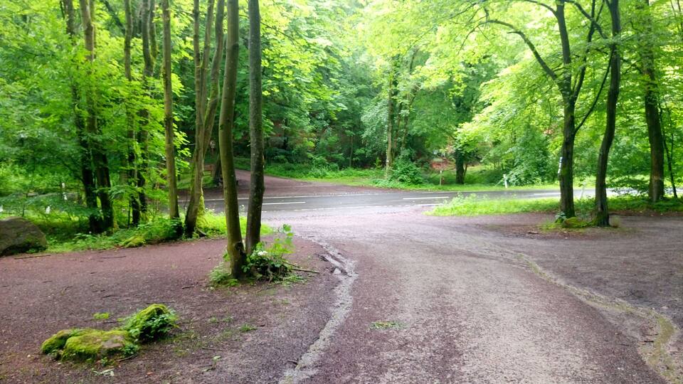 A forested area with a dirt path leading to a road.