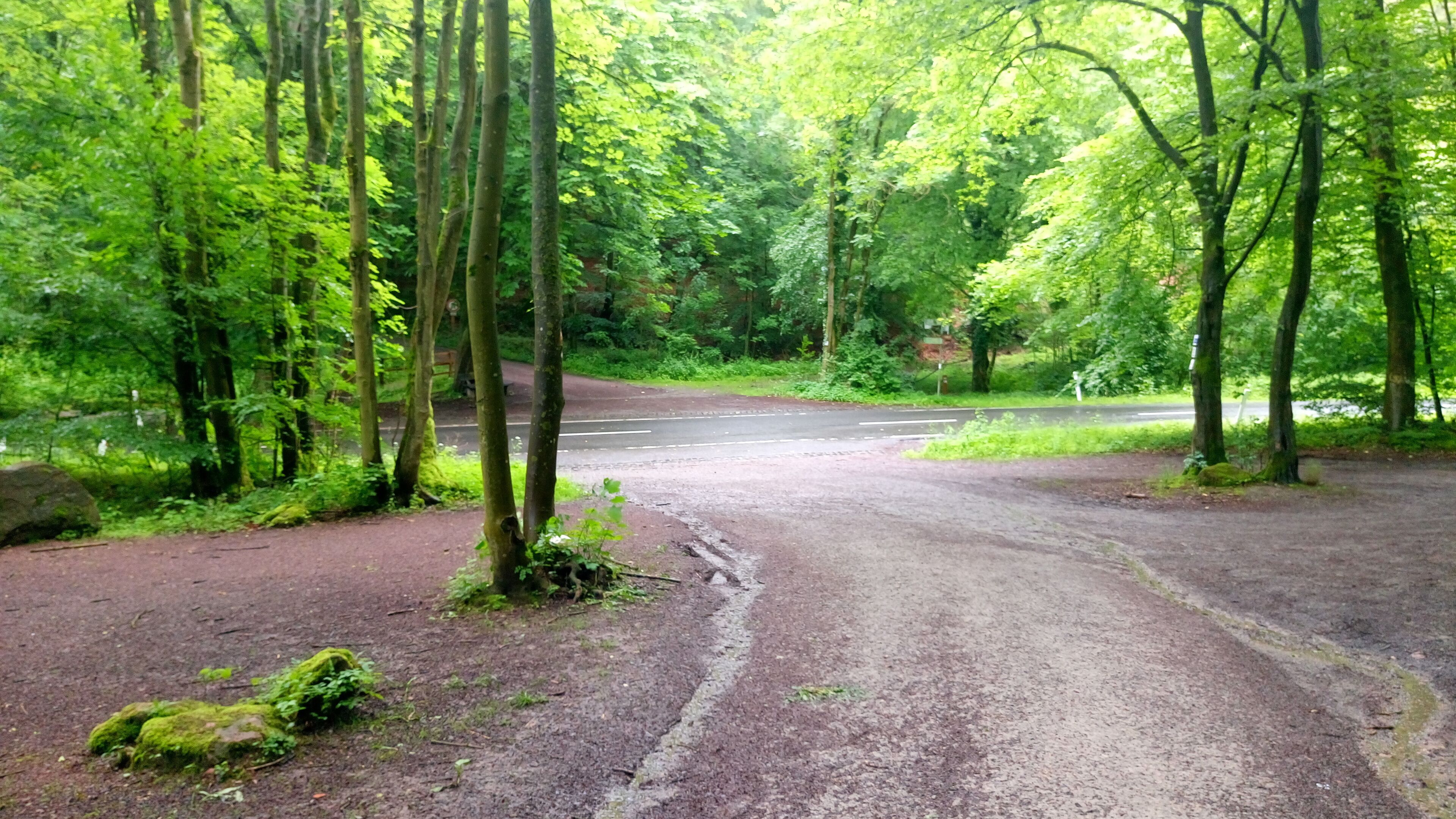 A forested area with a dirt path leading to a road.