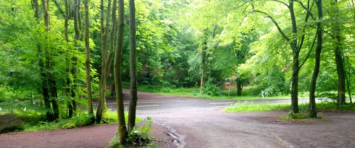 A forested area with a dirt path leading to a road.