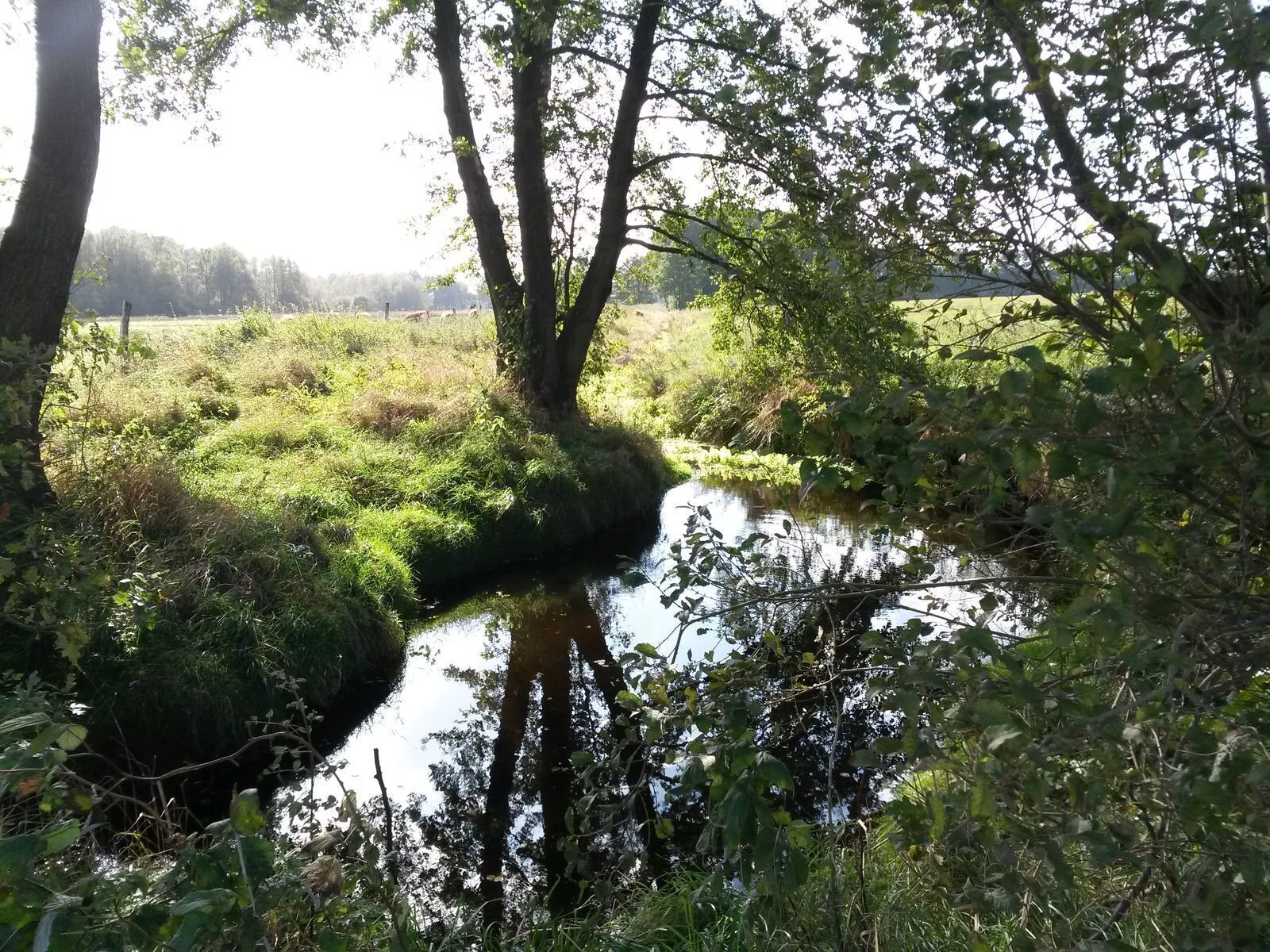 A calm river with surrounding greenery and trees.