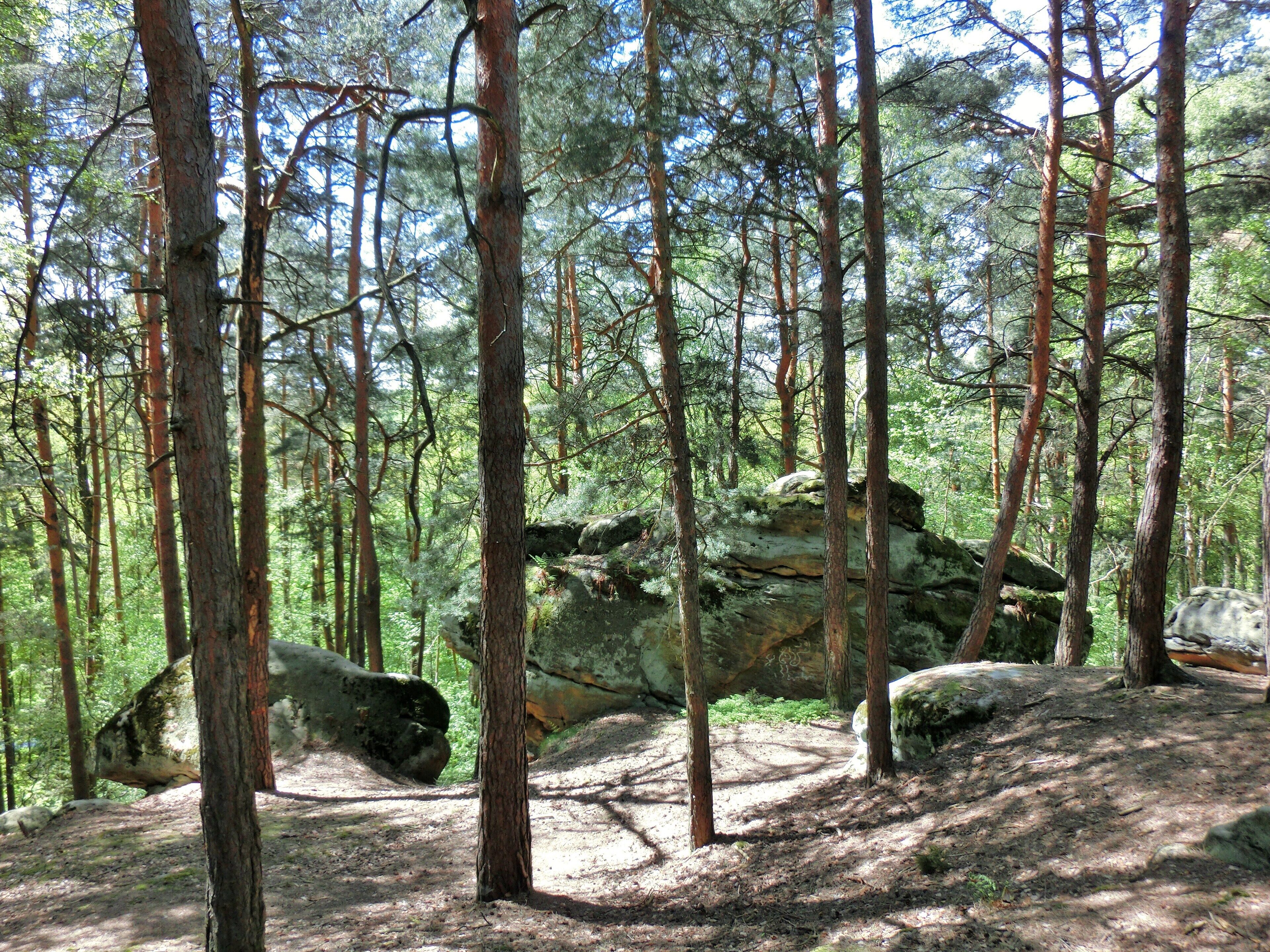 A dense forest with tall pine trees and large boulders.