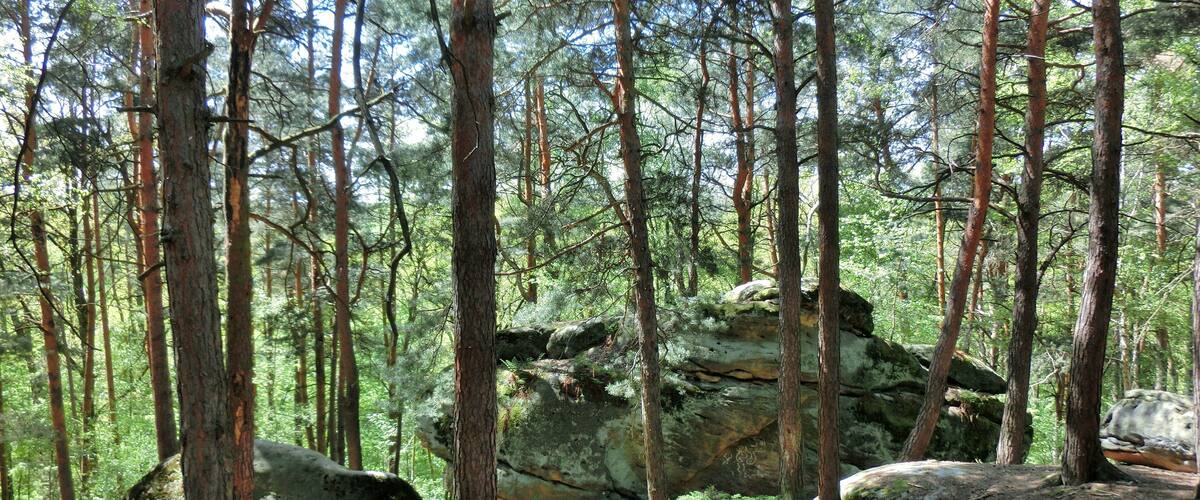 A dense forest with tall pine trees and large boulders.