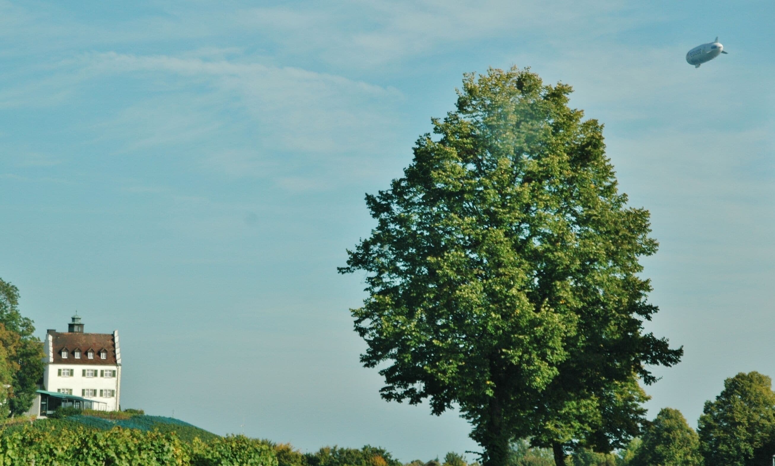 A large tree, a white building, and a police blimp in the sky.