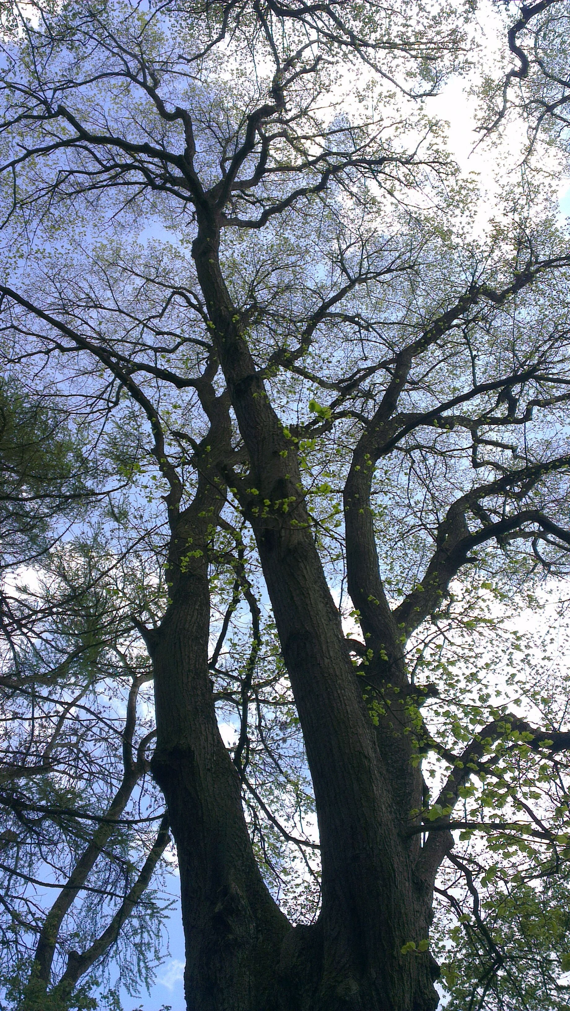 "Tomberg" nature reserve in Rheinbach (Germany) spring 2014