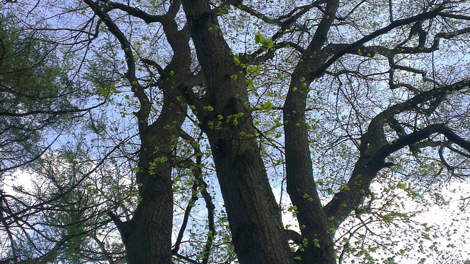 A large tree with a thick trunk and extensive branches.