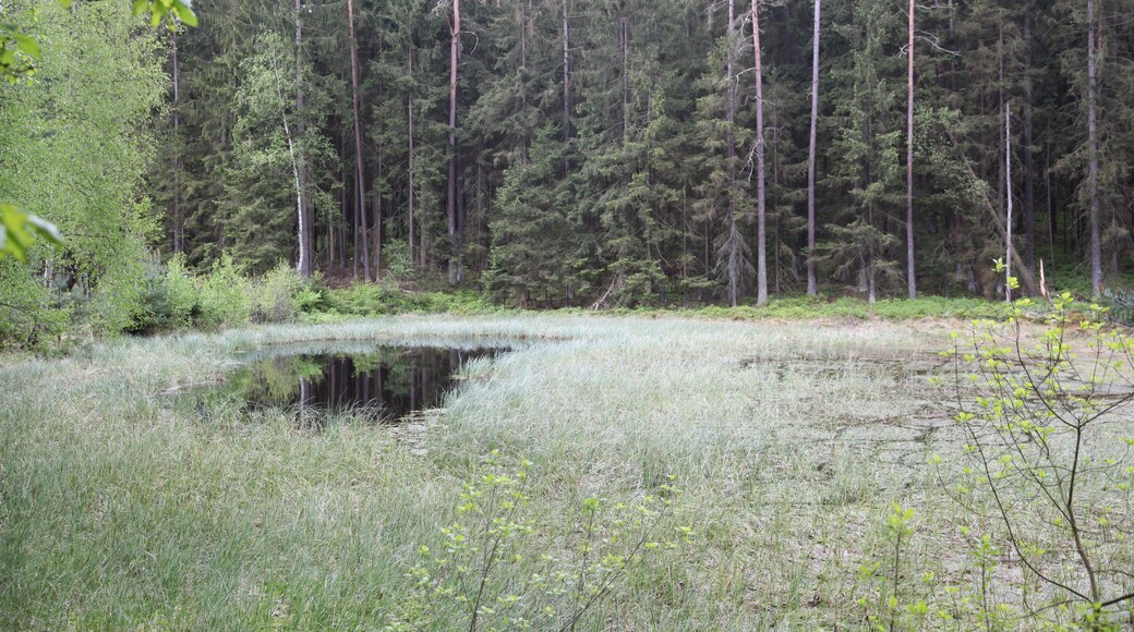 Pfaffenteich im Rottenbacher Forst