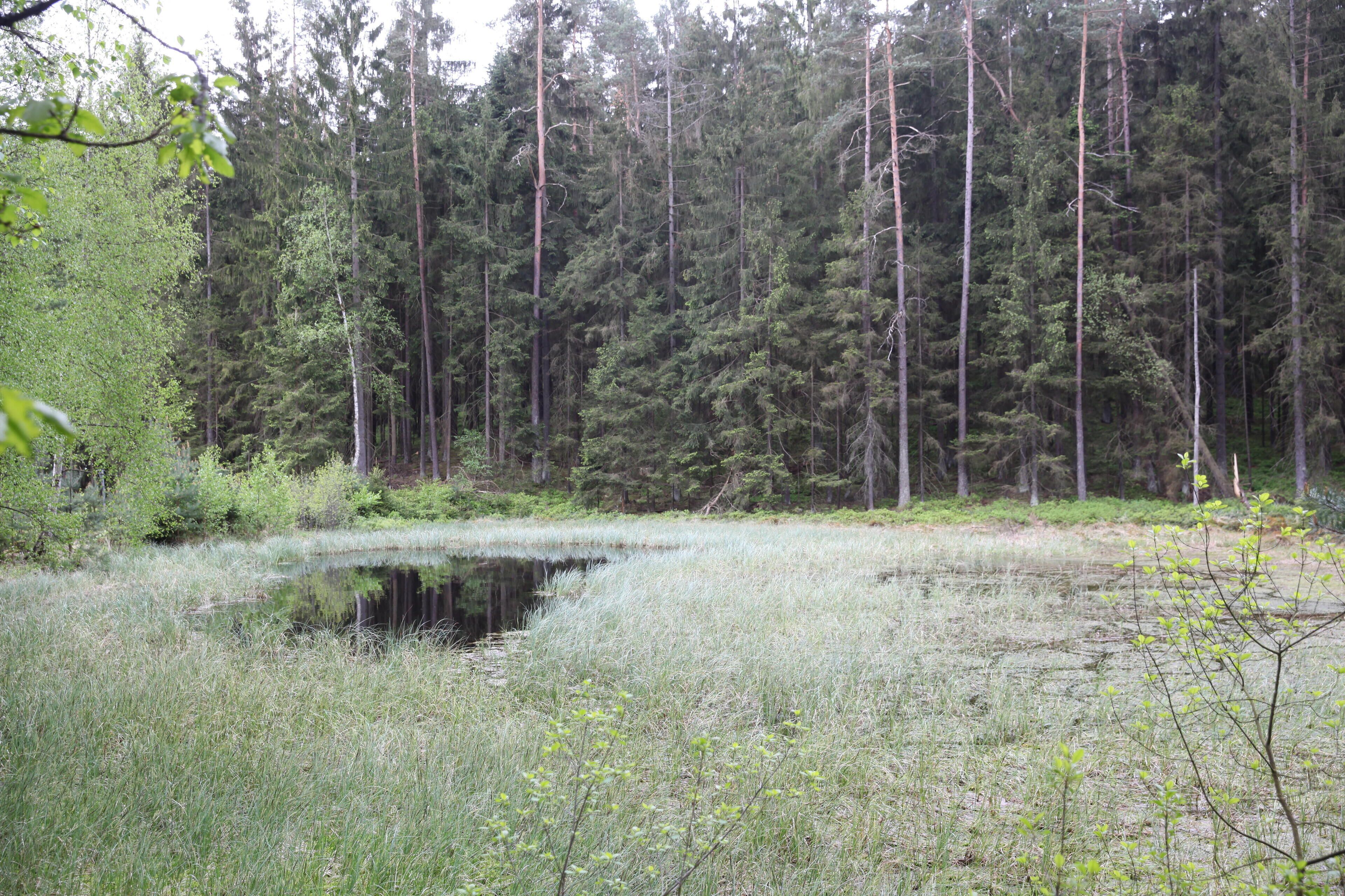 A forest with tall trees and a small pond.