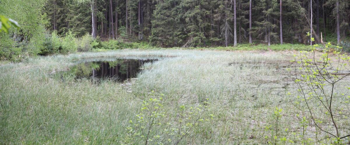 A forest with tall trees and a small pond.