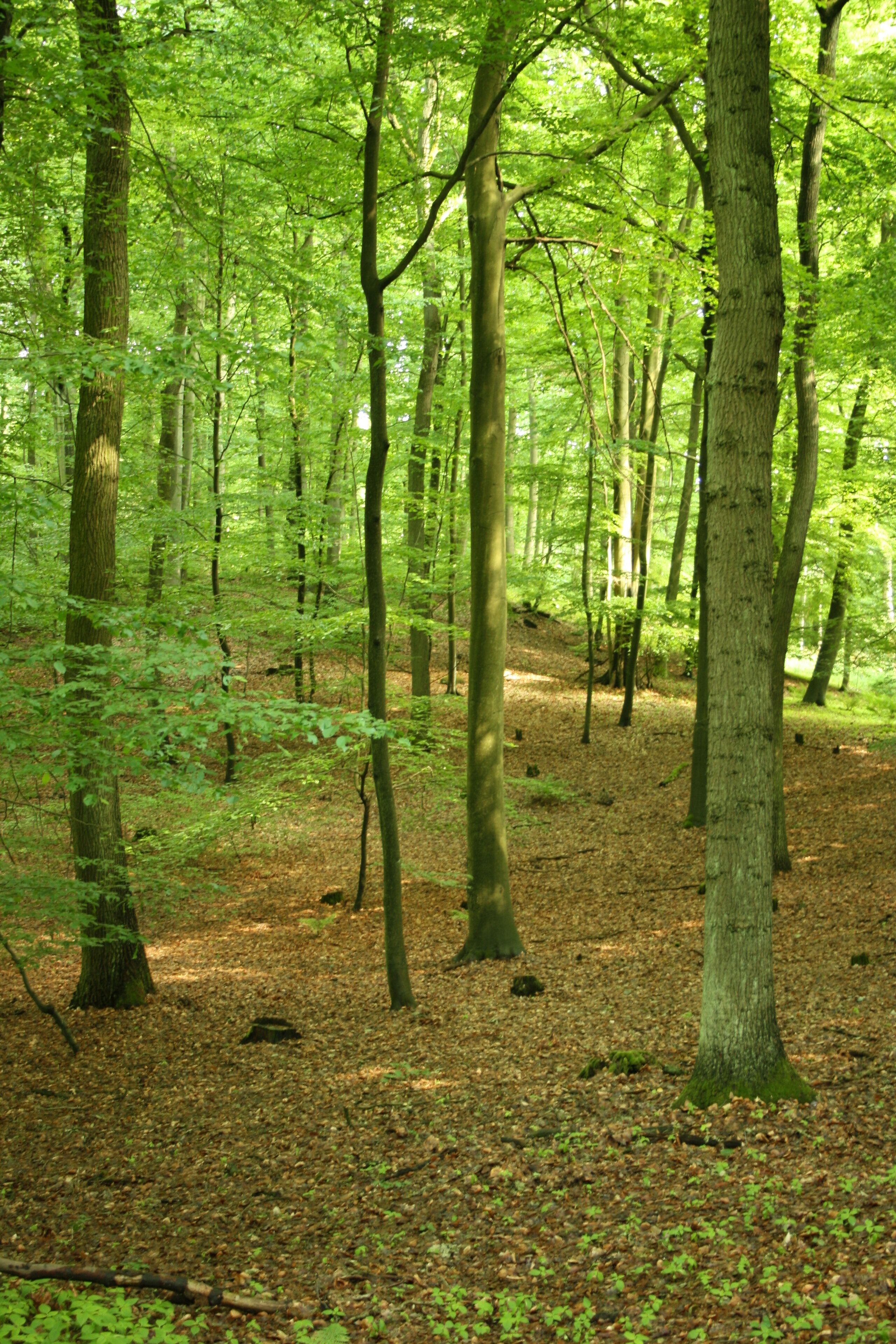 Wandergebiet -Plagefenn -Aussichtspunkt Pimpinellenberg